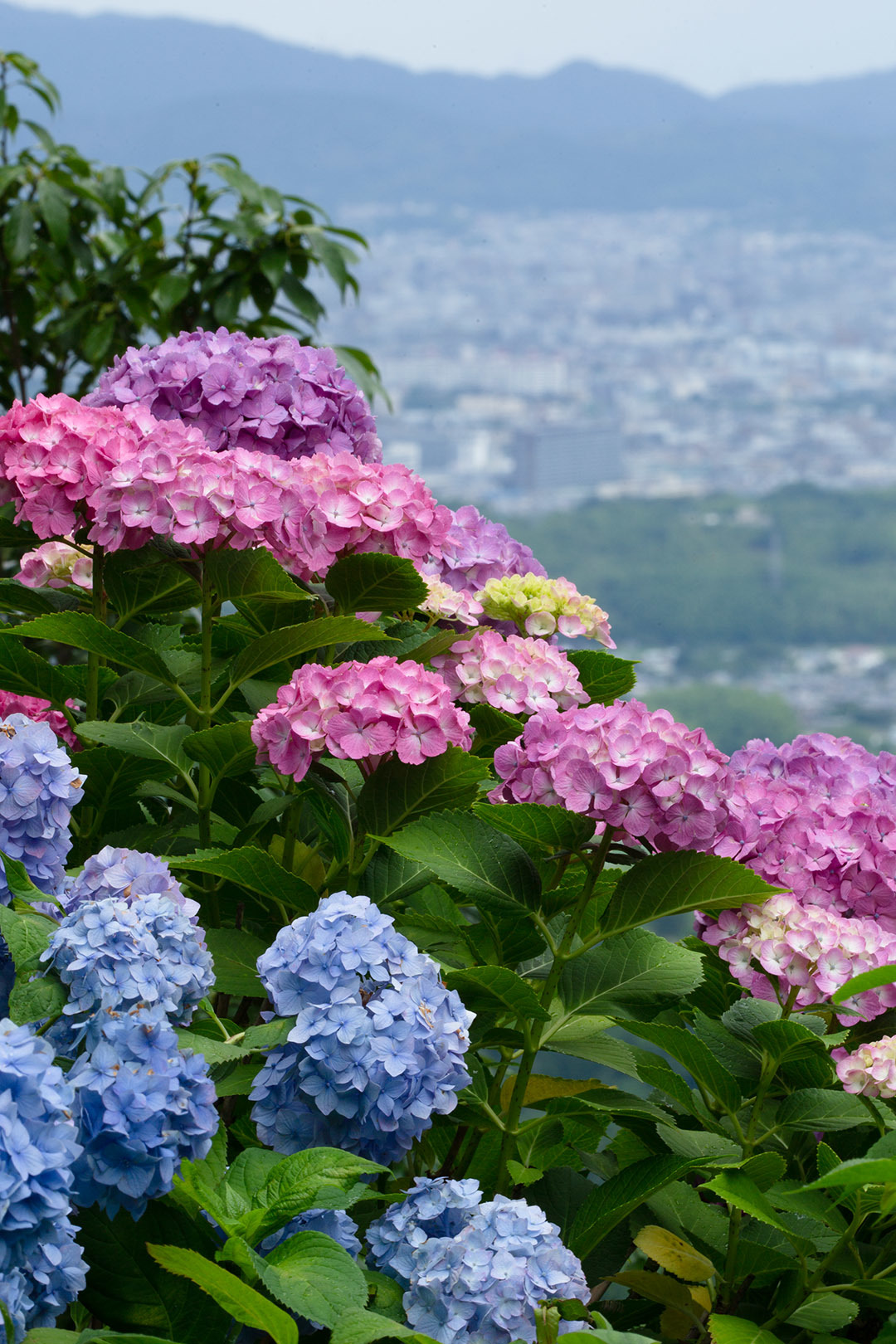 アジサイ（善峯寺）_a0003166_00013833.jpg