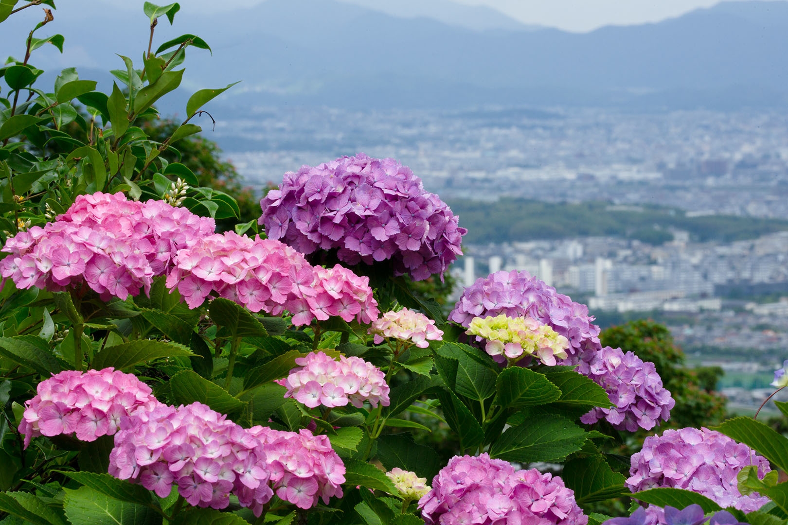 アジサイ（善峯寺）_a0003166_00013900.jpg