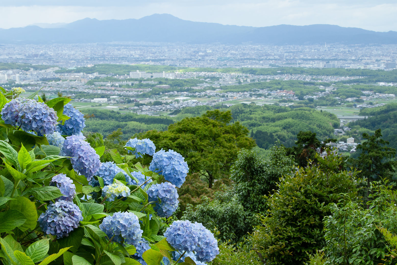 アジサイ（善峯寺）_a0003166_00013978.jpg