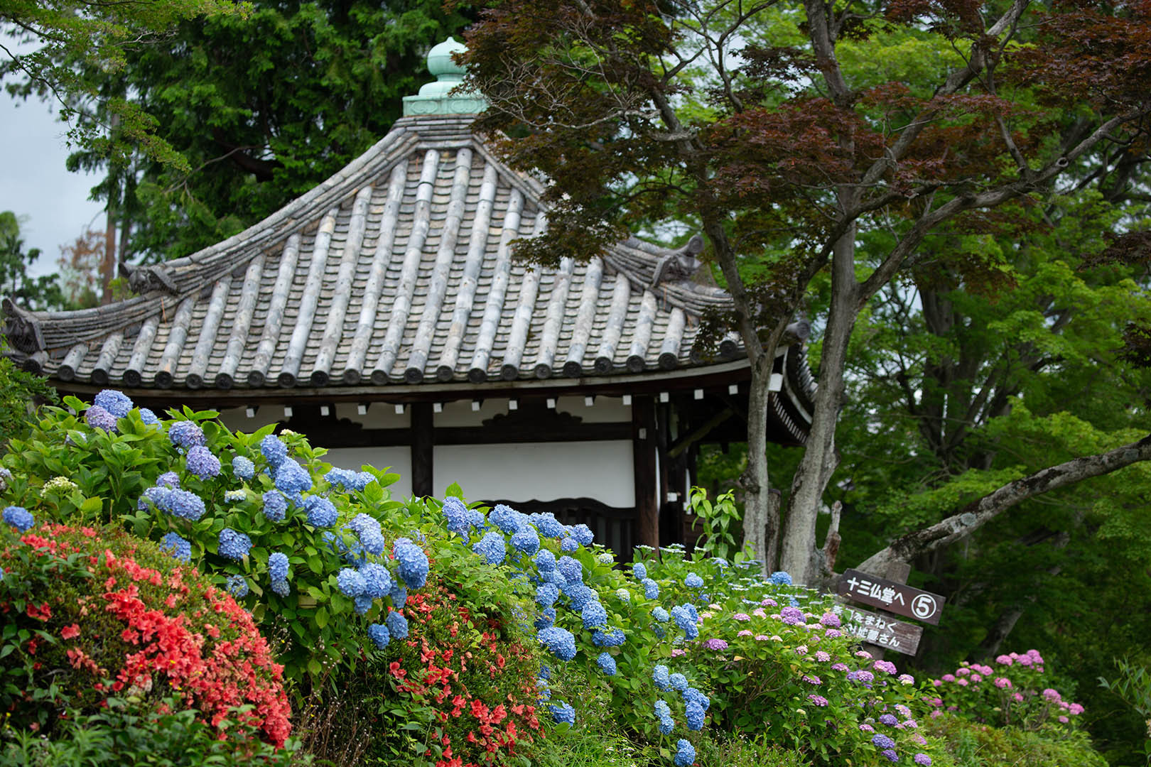 アジサイ（善峯寺）_a0003166_00014018.jpg