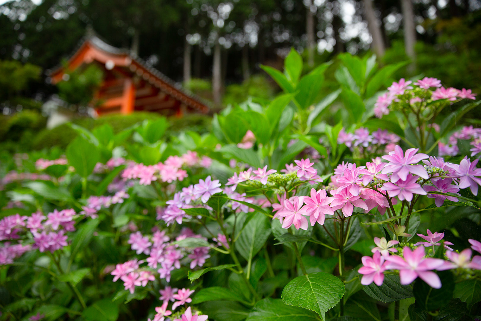 アジサイ （三室戸寺）_a0003166_00015842.jpg
