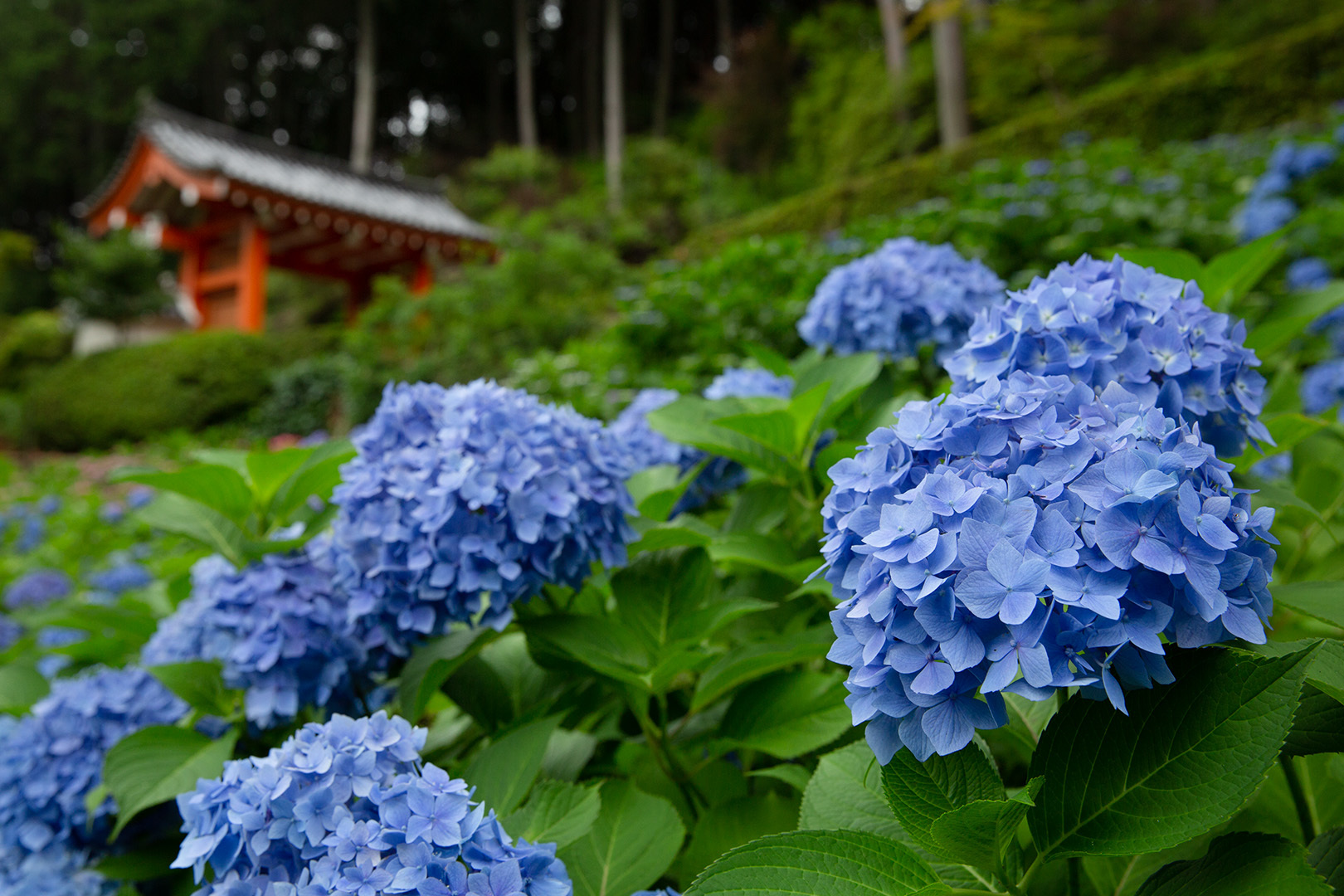 アジサイ （三室戸寺）_a0003166_00015934.jpg
