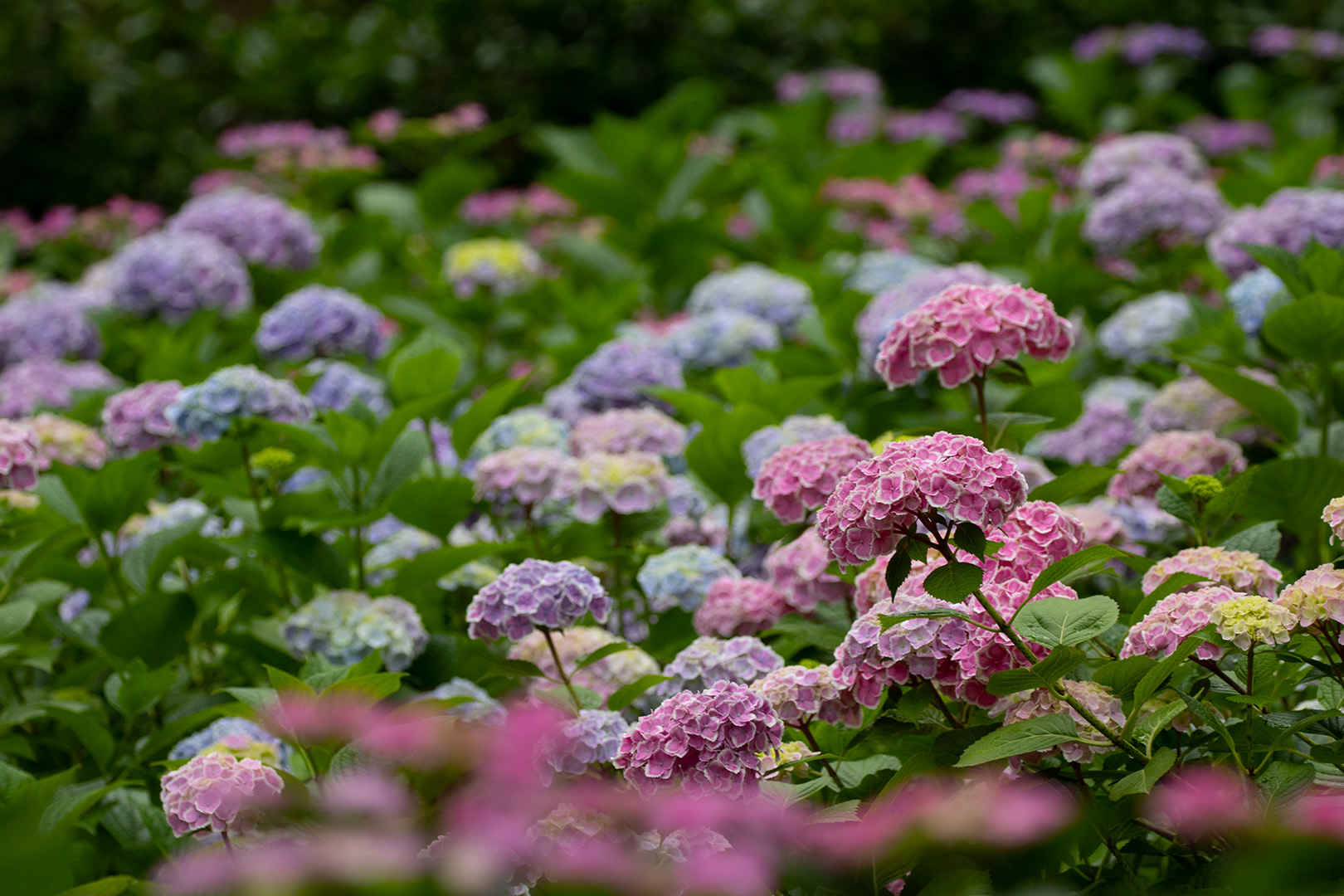 アジサイ （三室戸寺）_a0003166_00015999.jpg