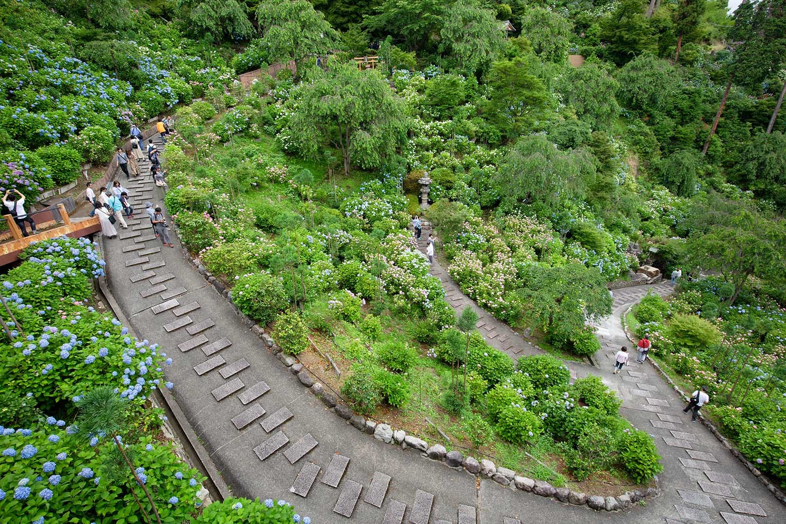 アジサイ（善峯寺）_a0003166_00020340.jpg
