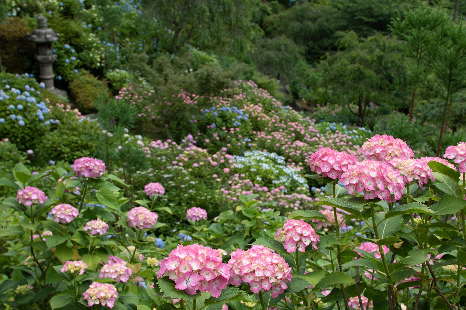 アジサイ（善峯寺）_a0003166_00020430.jpg