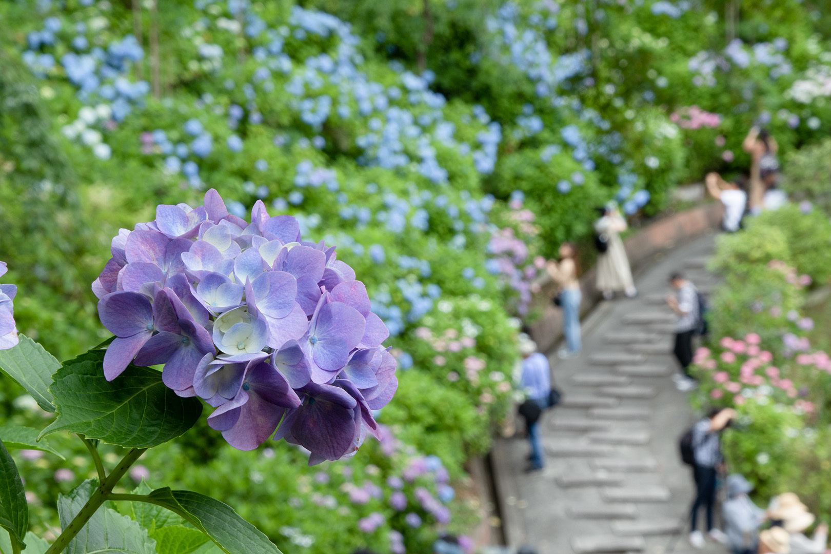 アジサイ（善峯寺）_a0003166_00020441.jpg