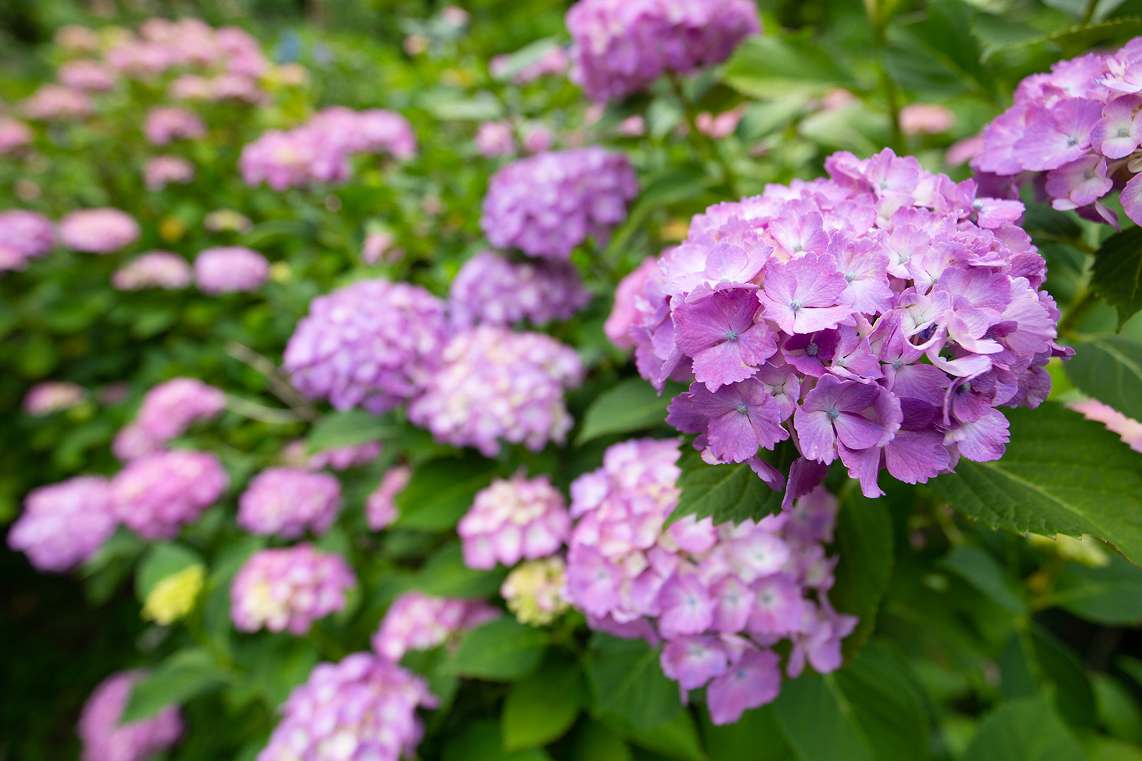 アジサイ（善峯寺）_a0003166_00020475.jpg