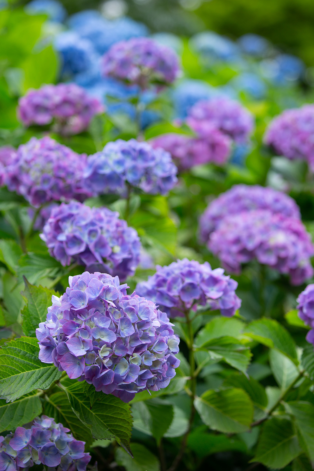 アジサイ（善峯寺）_a0003166_00020490.jpg
