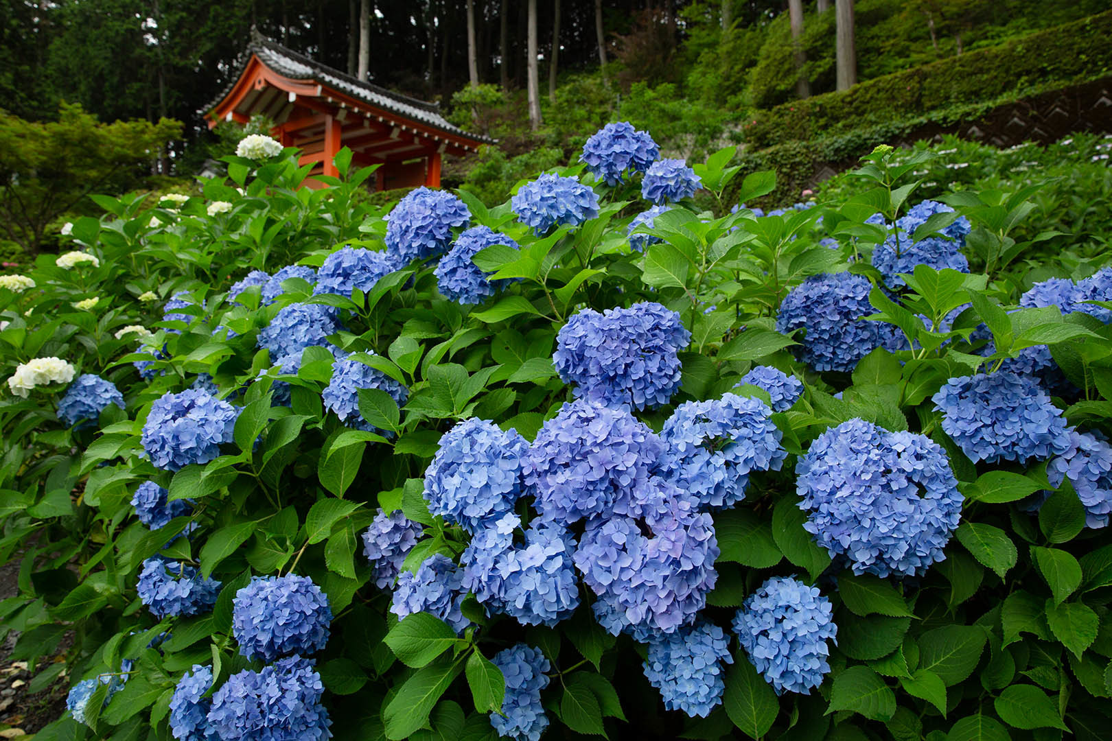 アジサイ （三室戸寺）_a0003166_00022088.jpg
