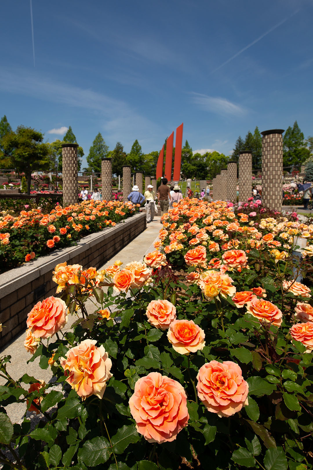 バラ （荒牧バラ公園 その２）_a0003166_00031691.jpg
