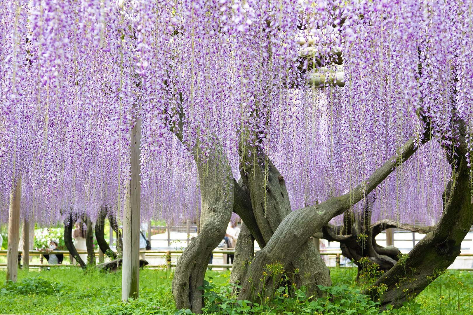 平等院 フジ_a0003166_00050153.jpg