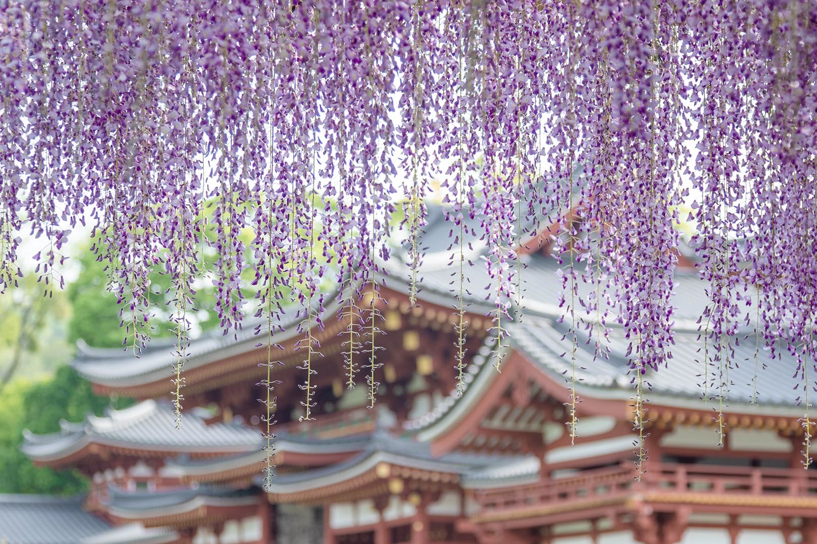 平等院 フジ_a0003166_00050197.jpg