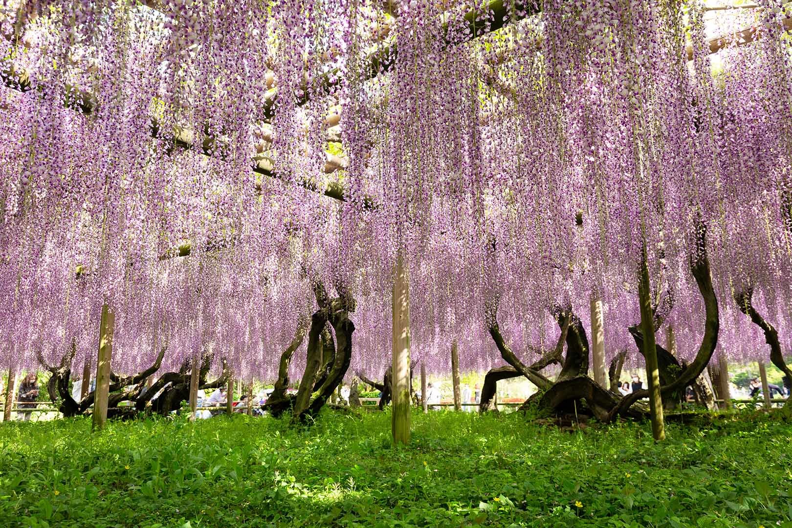 平等院 フジ_a0003166_00050287.jpg