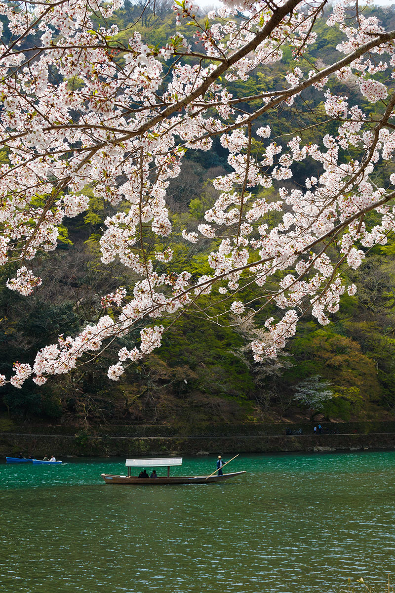 京都 桜_a0003166_00121319.jpg
