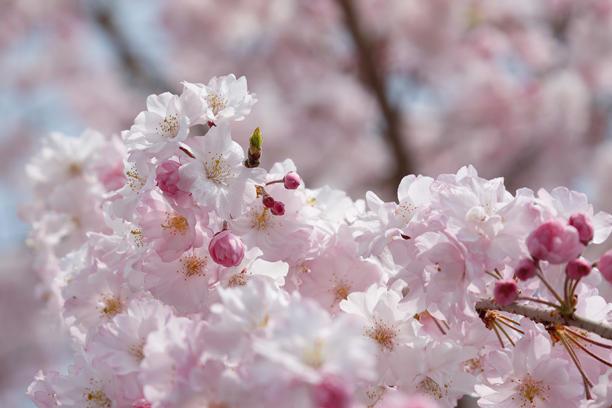 京都 桜_a0003166_00121368.jpg