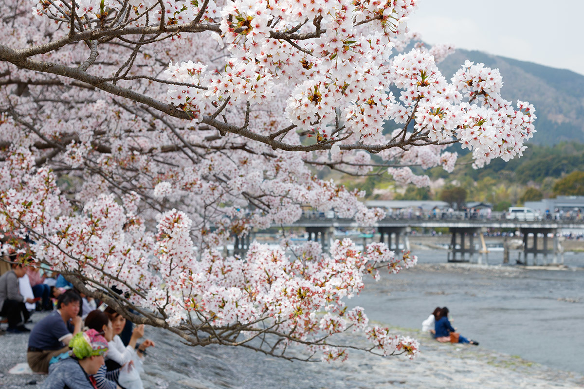 京都 桜_a0003166_00121376.jpg
