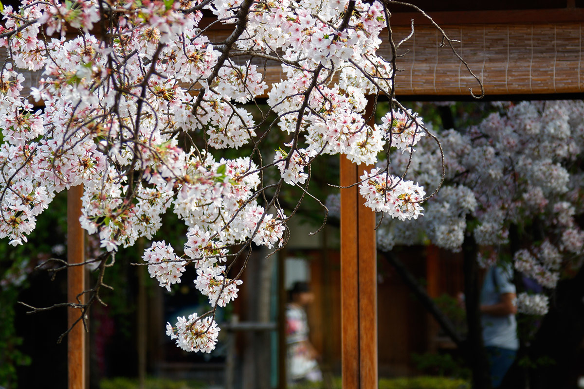 京都 桜_a0003166_00121435.jpg