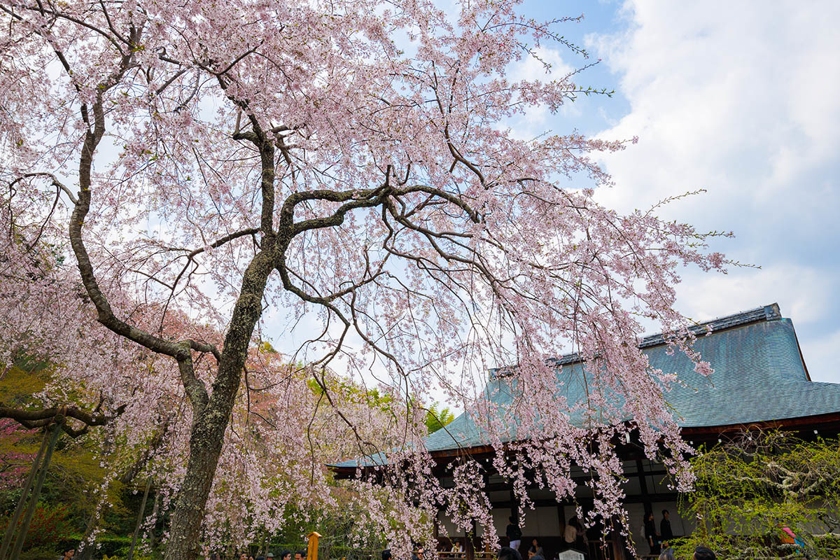 京都 桜_a0003166_00121469.jpg
