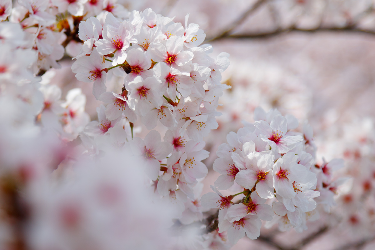 京都 桜_a0003166_00121475.jpg