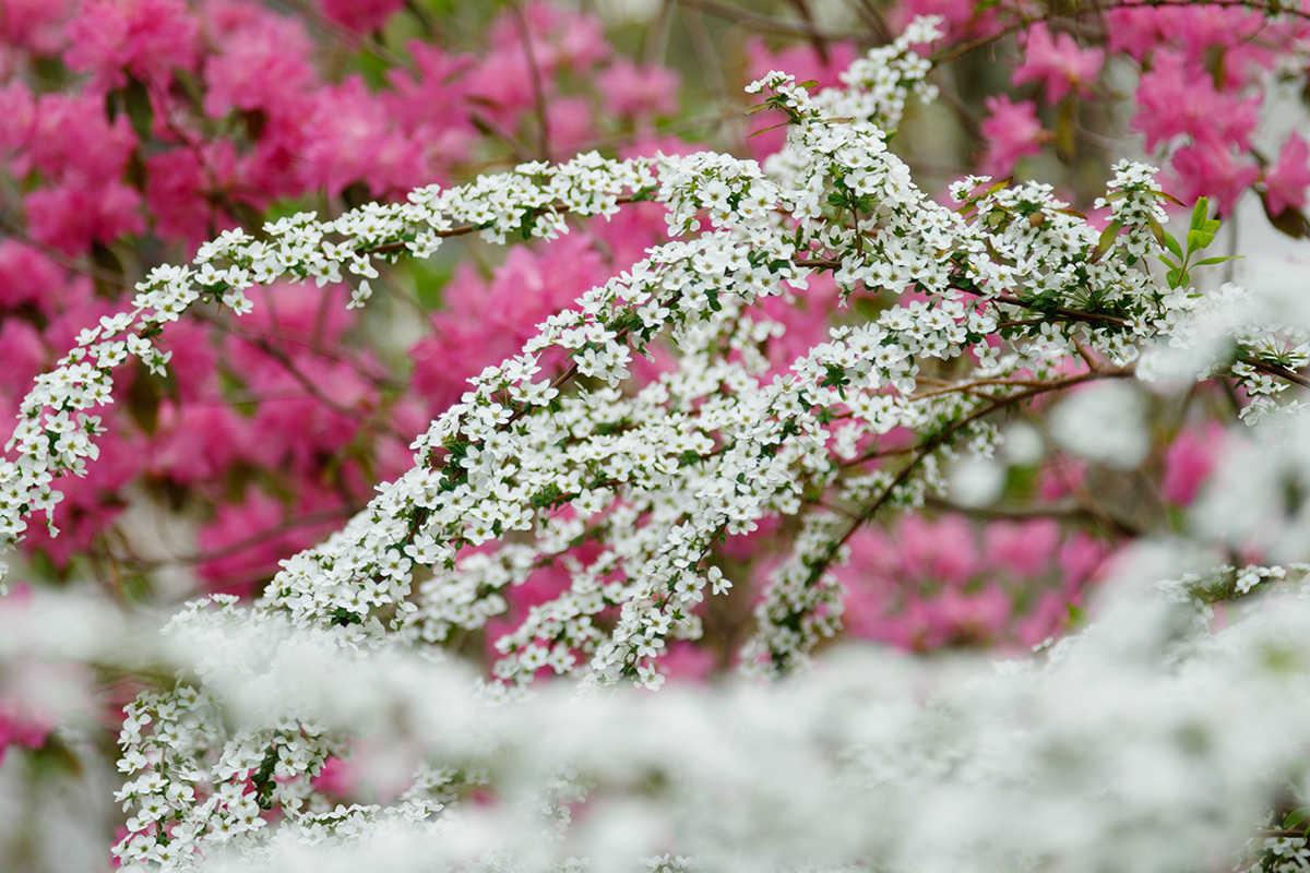 京都 桜_a0003166_00121490.jpg