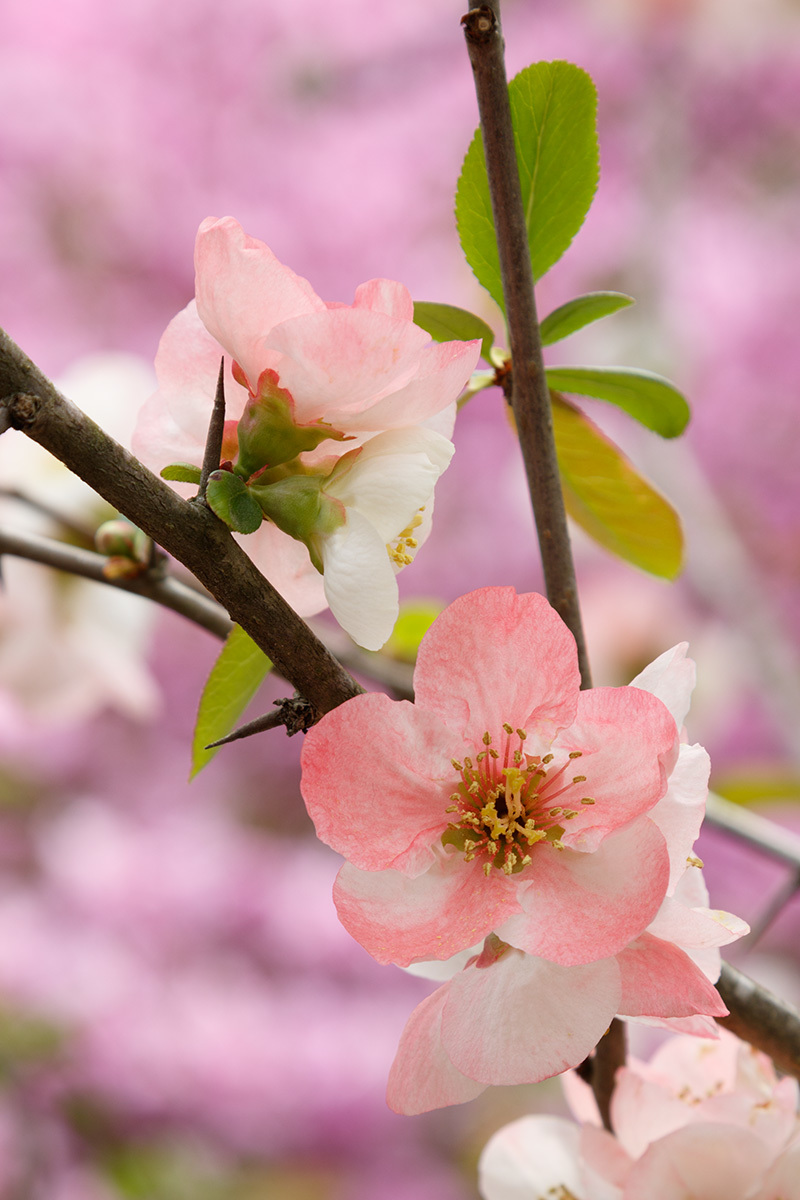 京都 桜_a0003166_00121548.jpg