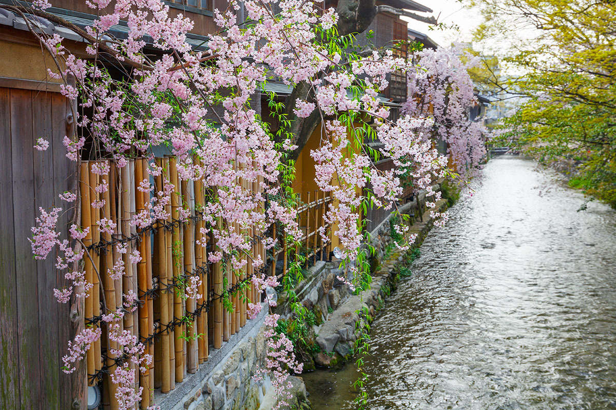 京都 桜_a0003166_00121584.jpg