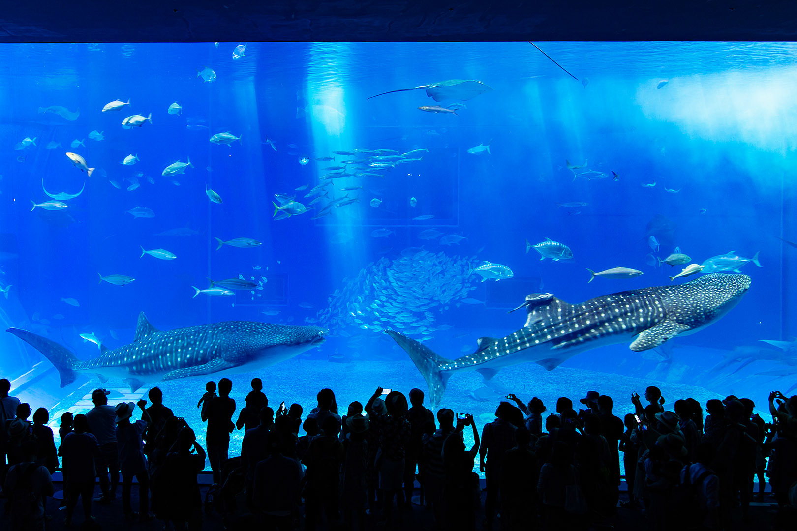 沖縄美ら海水族館_a0003166_00135611.jpg