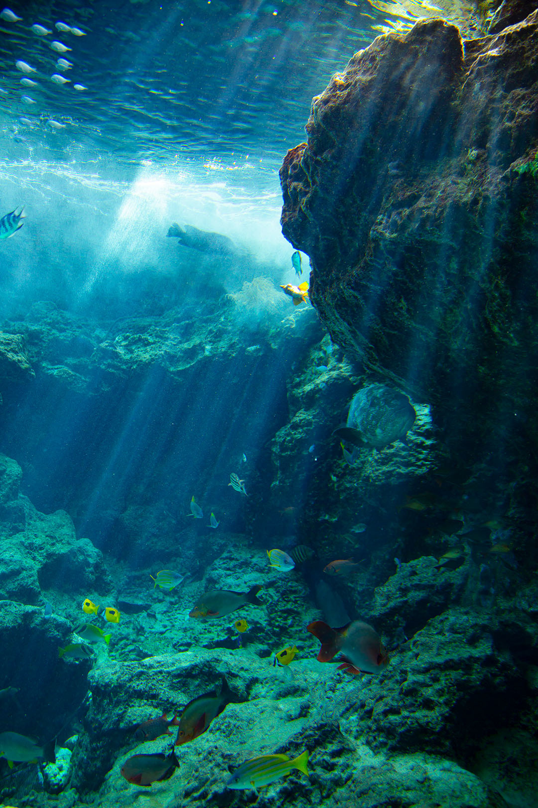 沖縄美ら海水族館_a0003166_00135706.jpg