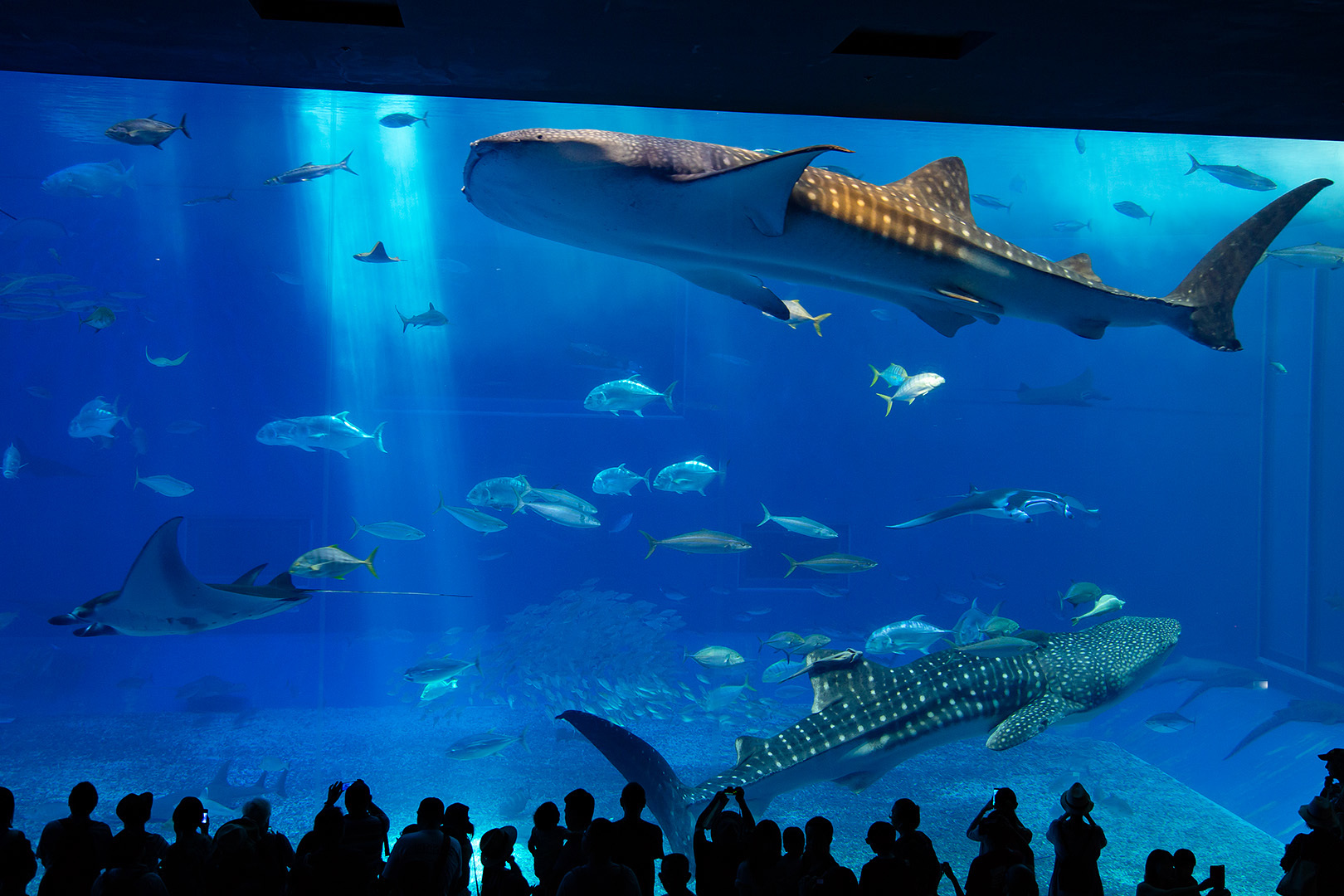 沖縄美ら海水族館_a0003166_00135727.jpg