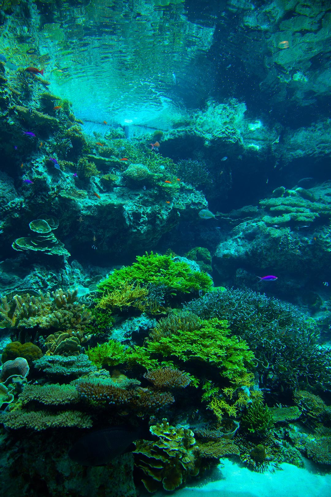 沖縄美ら海水族館_a0003166_00135790.jpg