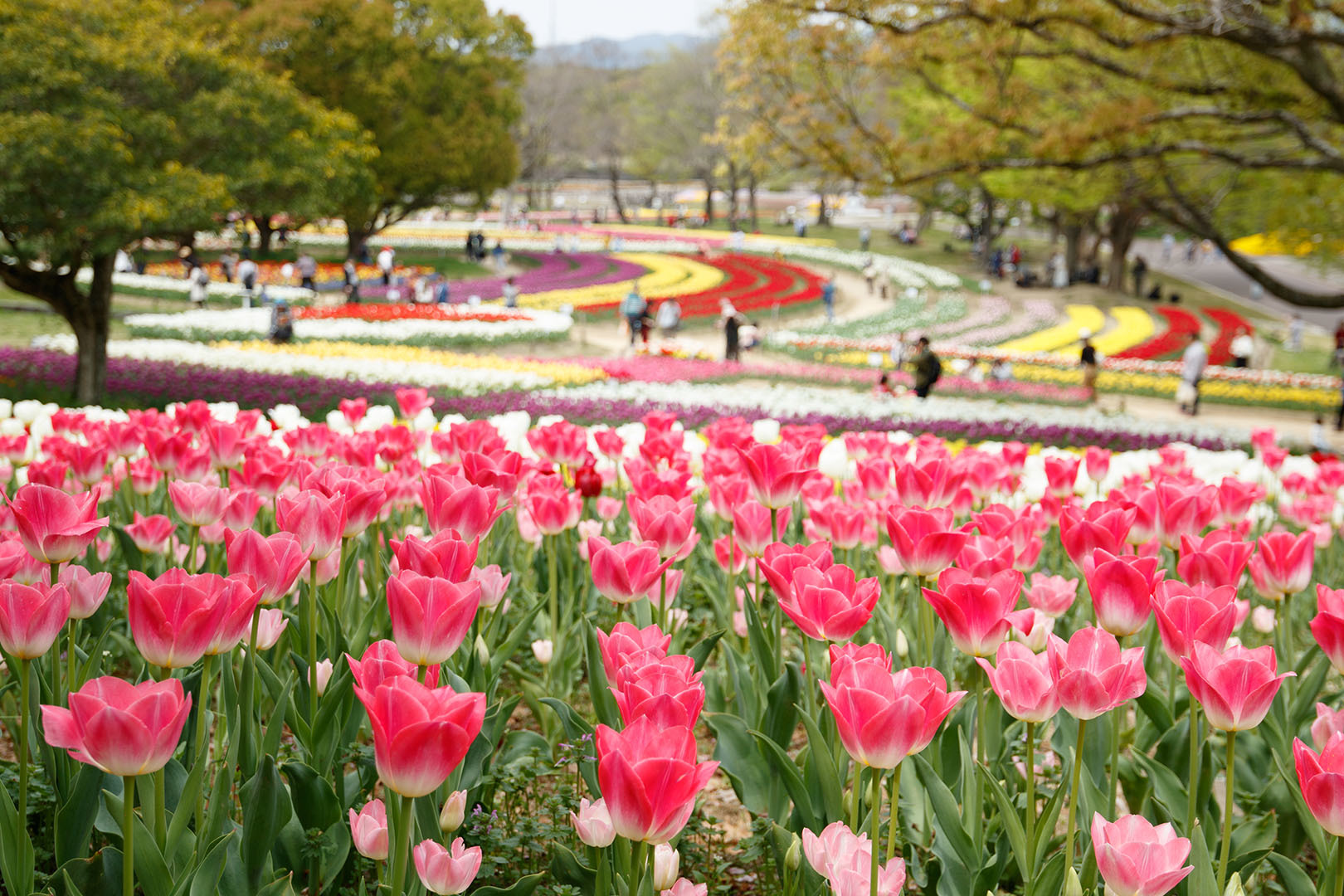 万博公園 チューリップ_a0003166_00205352.jpg