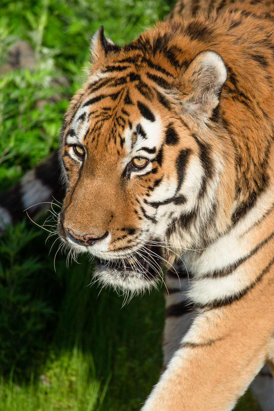 天王寺動物園_a0003166_00211493.jpg