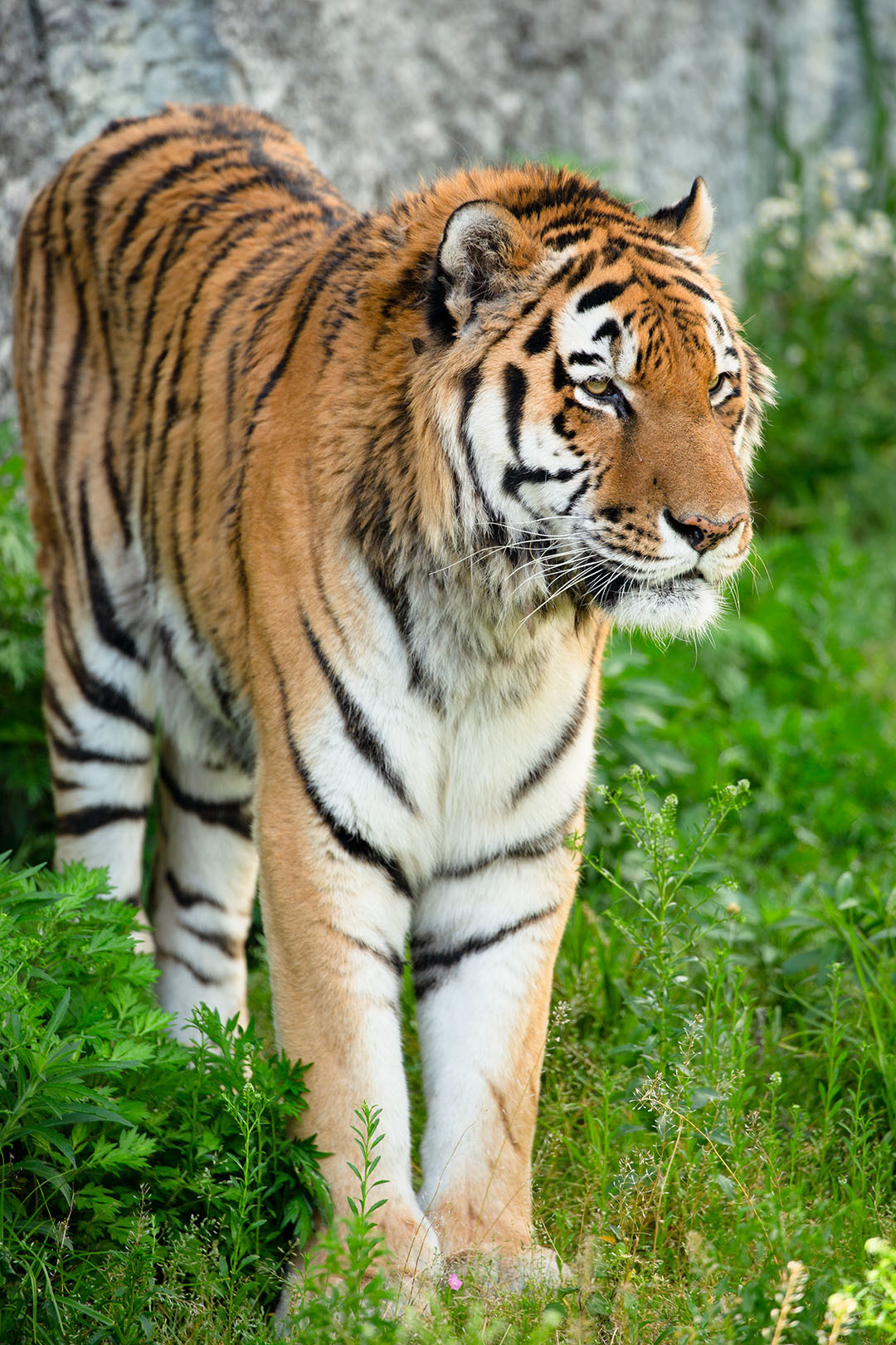天王寺動物園_a0003166_00215185.jpg