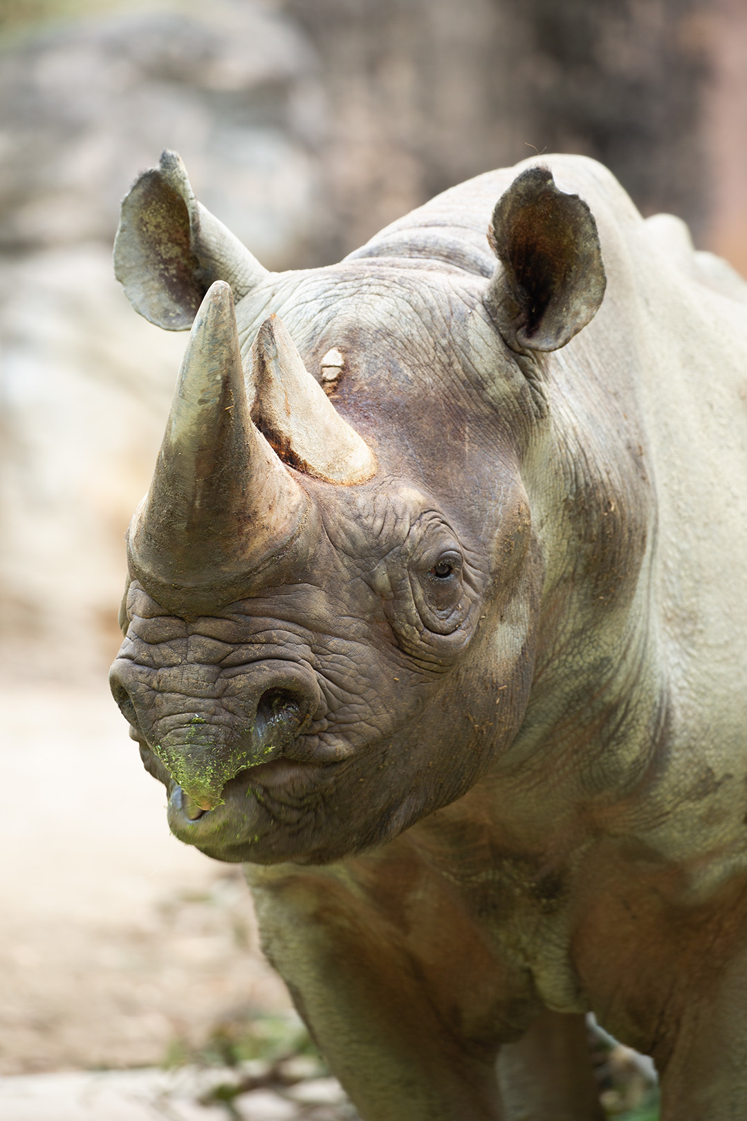 天王寺動物園_a0003166_00232118.jpg