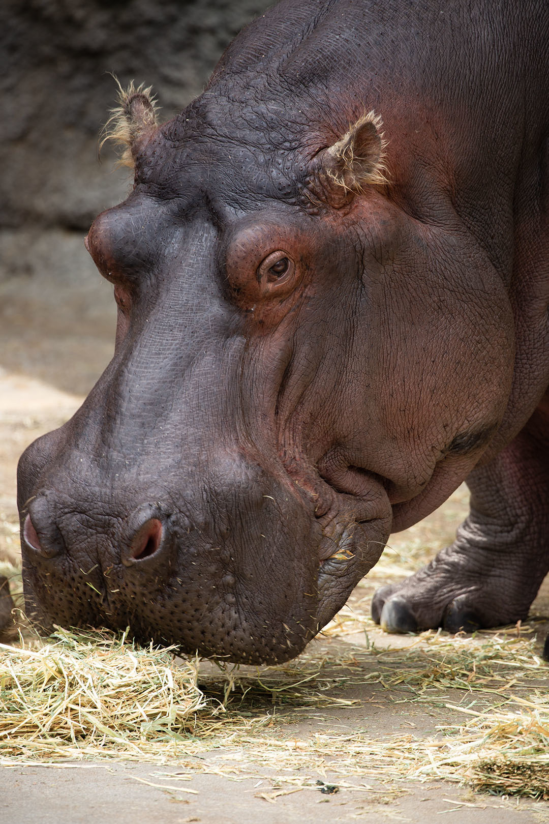 天王寺動物園_a0003166_00232188.jpg