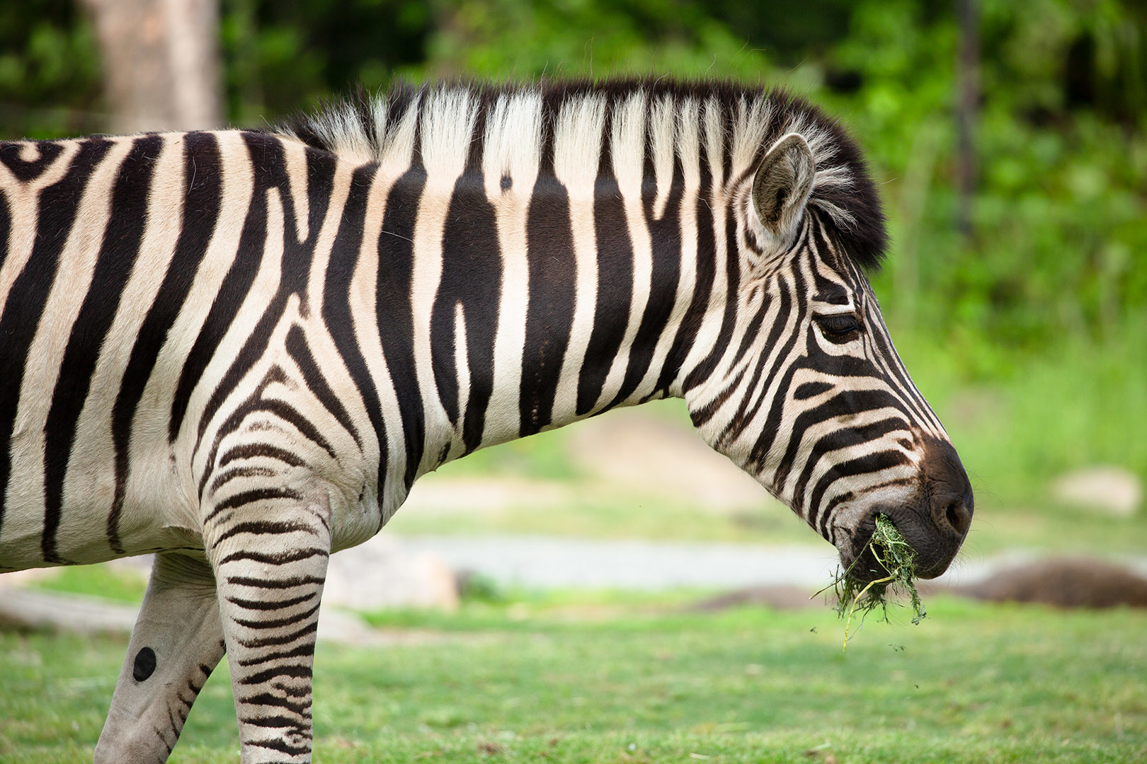 天王寺動物園_a0003166_00251858.jpg