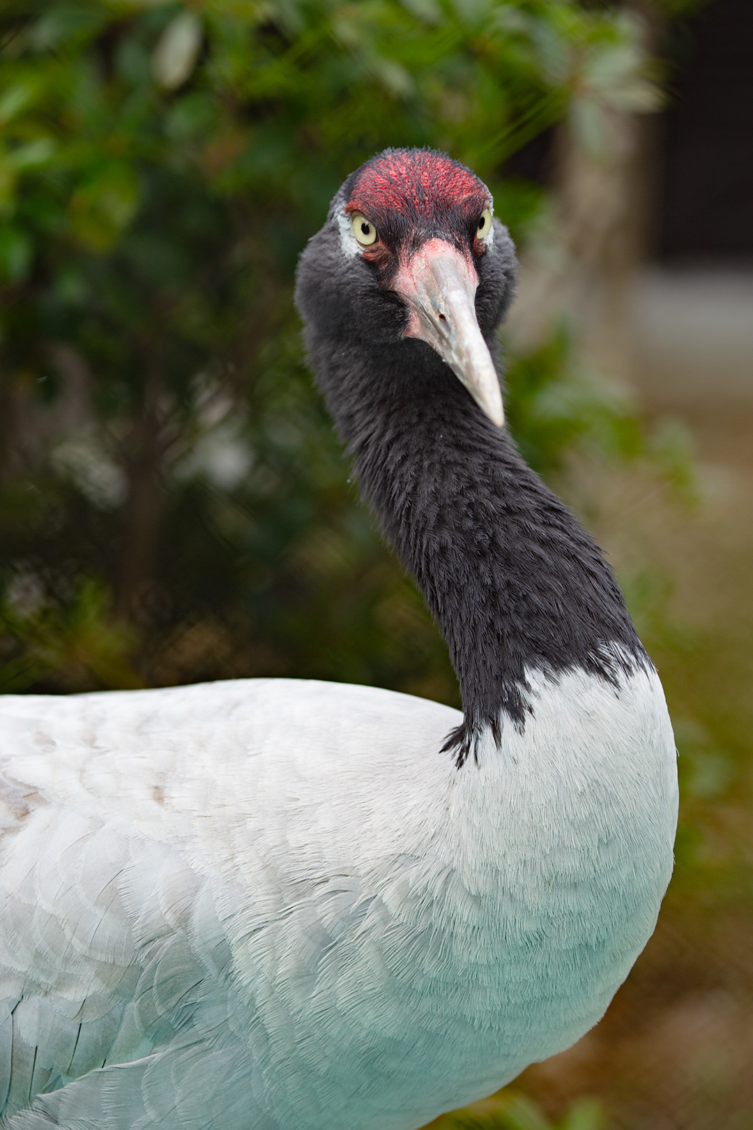 天王寺動物園_a0003166_00261921.jpg