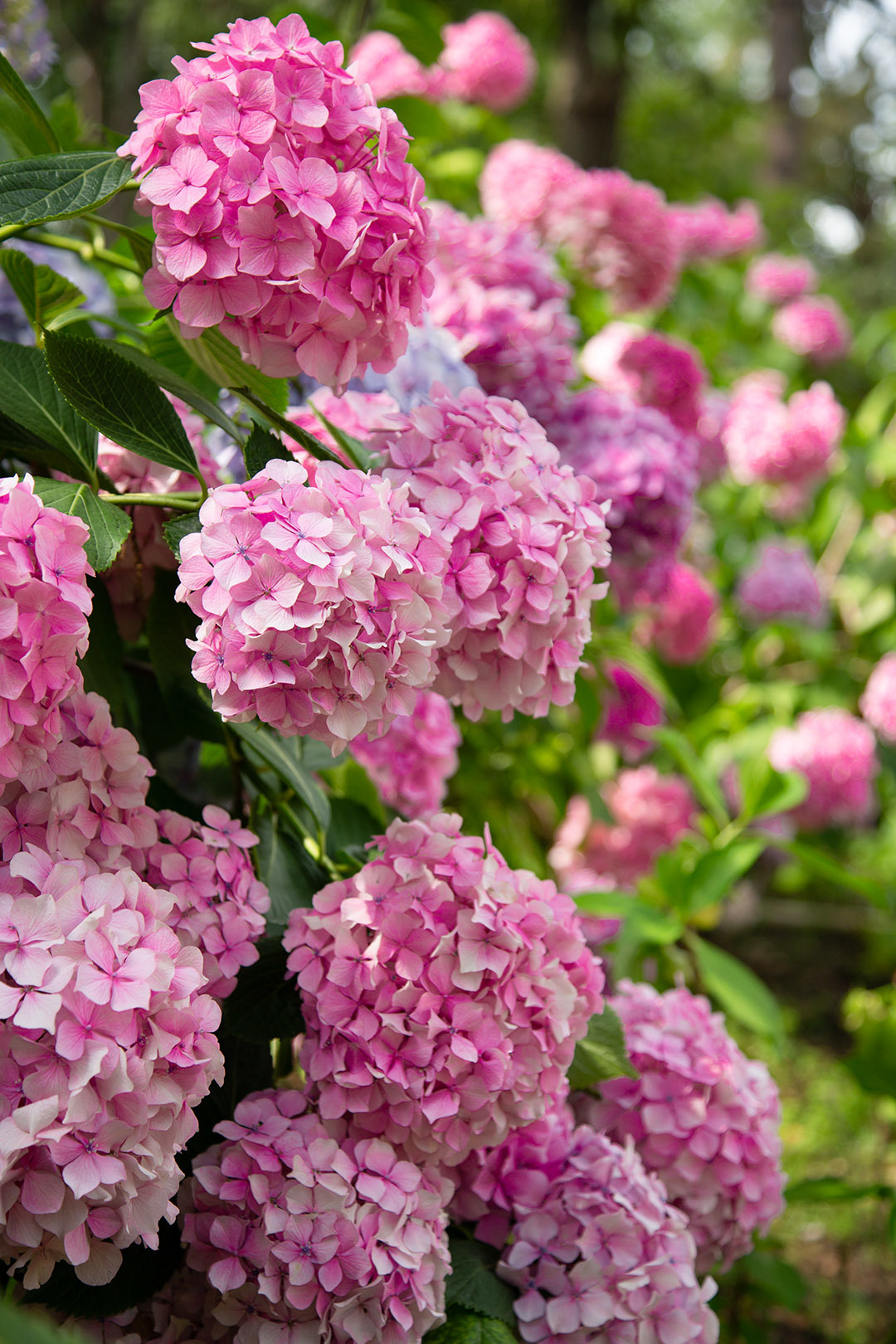 アジサイなど （長居植物園）_a0003166_00474409.jpg