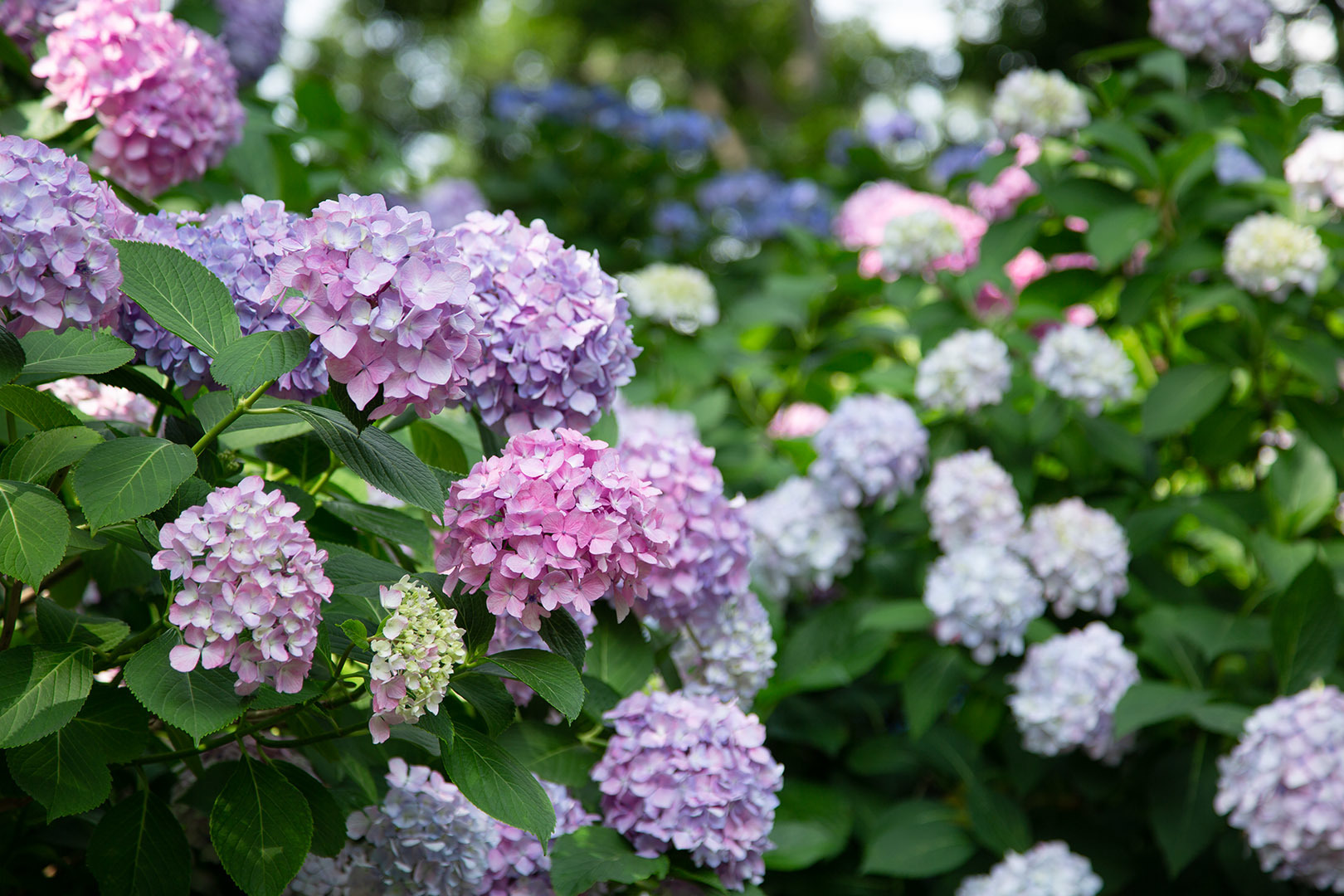 アジサイなど （長居植物園）_a0003166_00474442.jpg