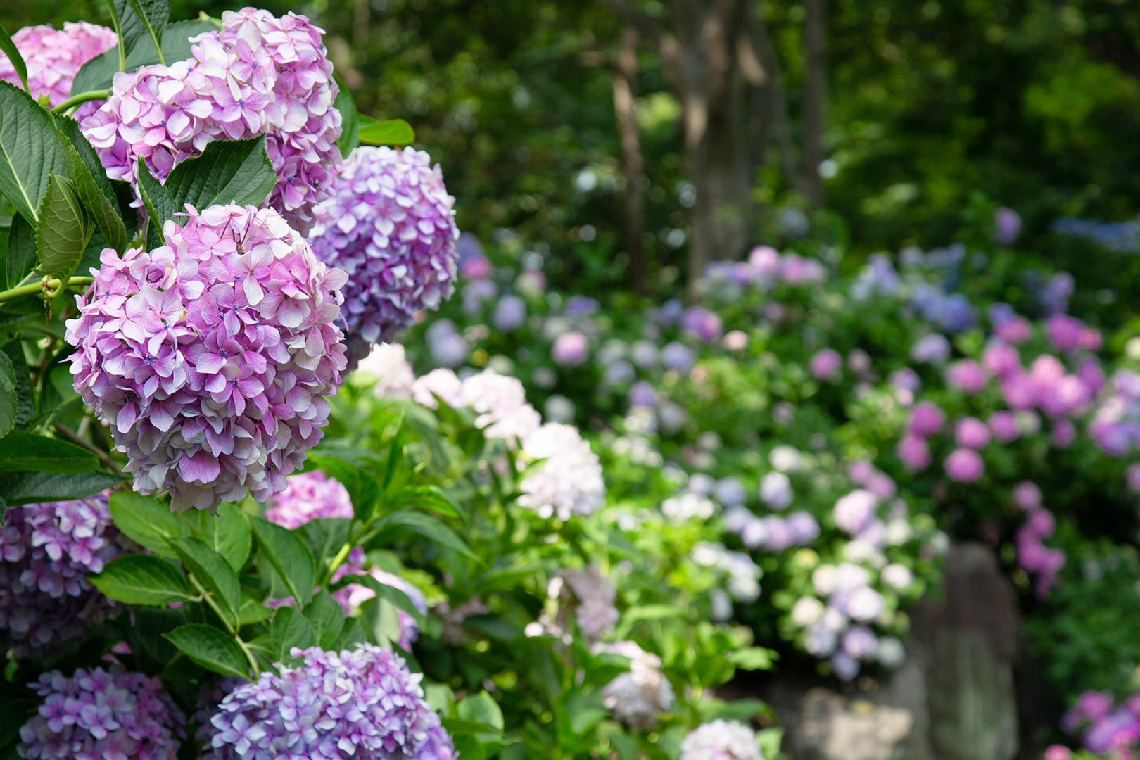 アジサイなど （長居植物園）_a0003166_00474475.jpg