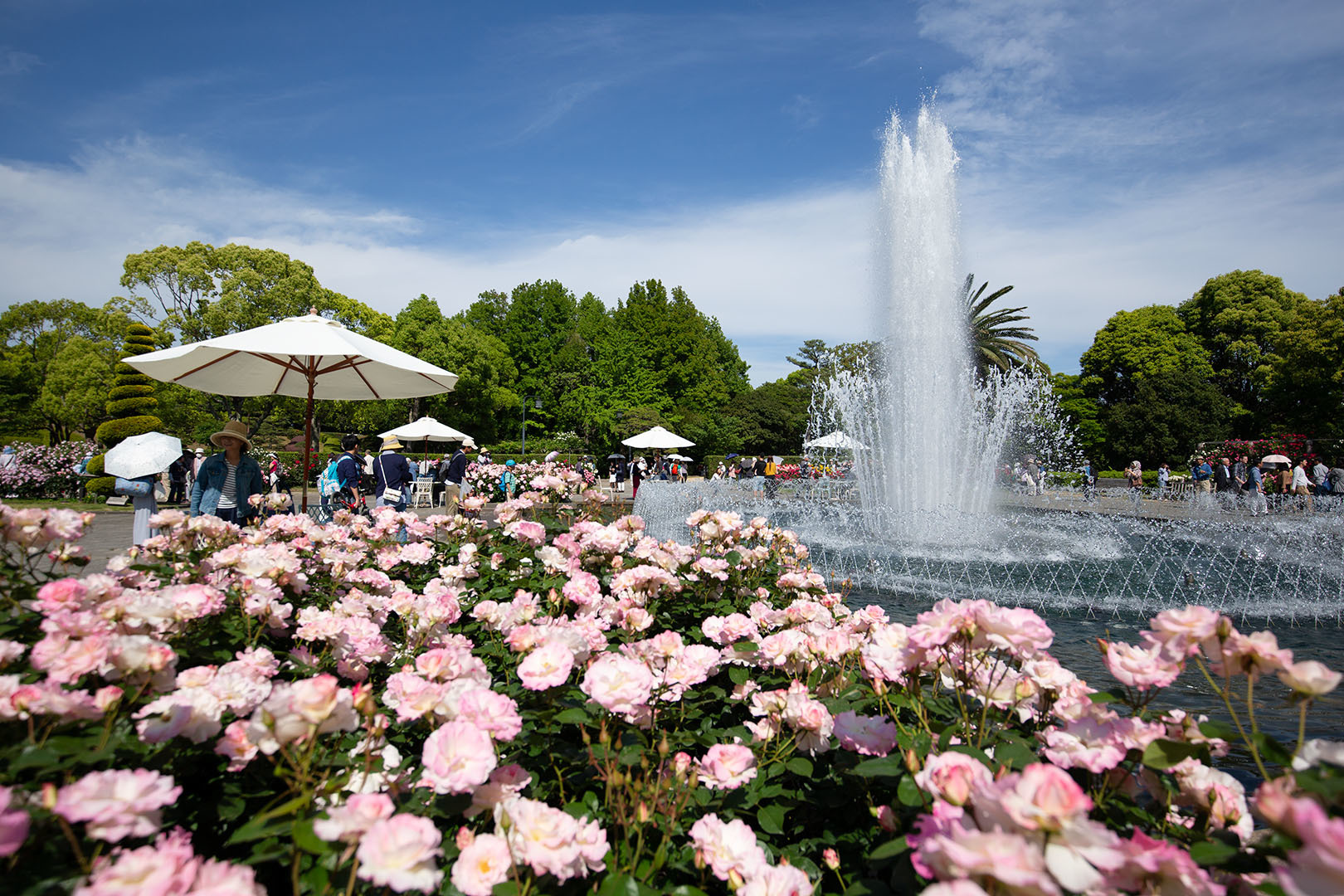 バラ （須磨離宮公園）_a0003166_00504367.jpg