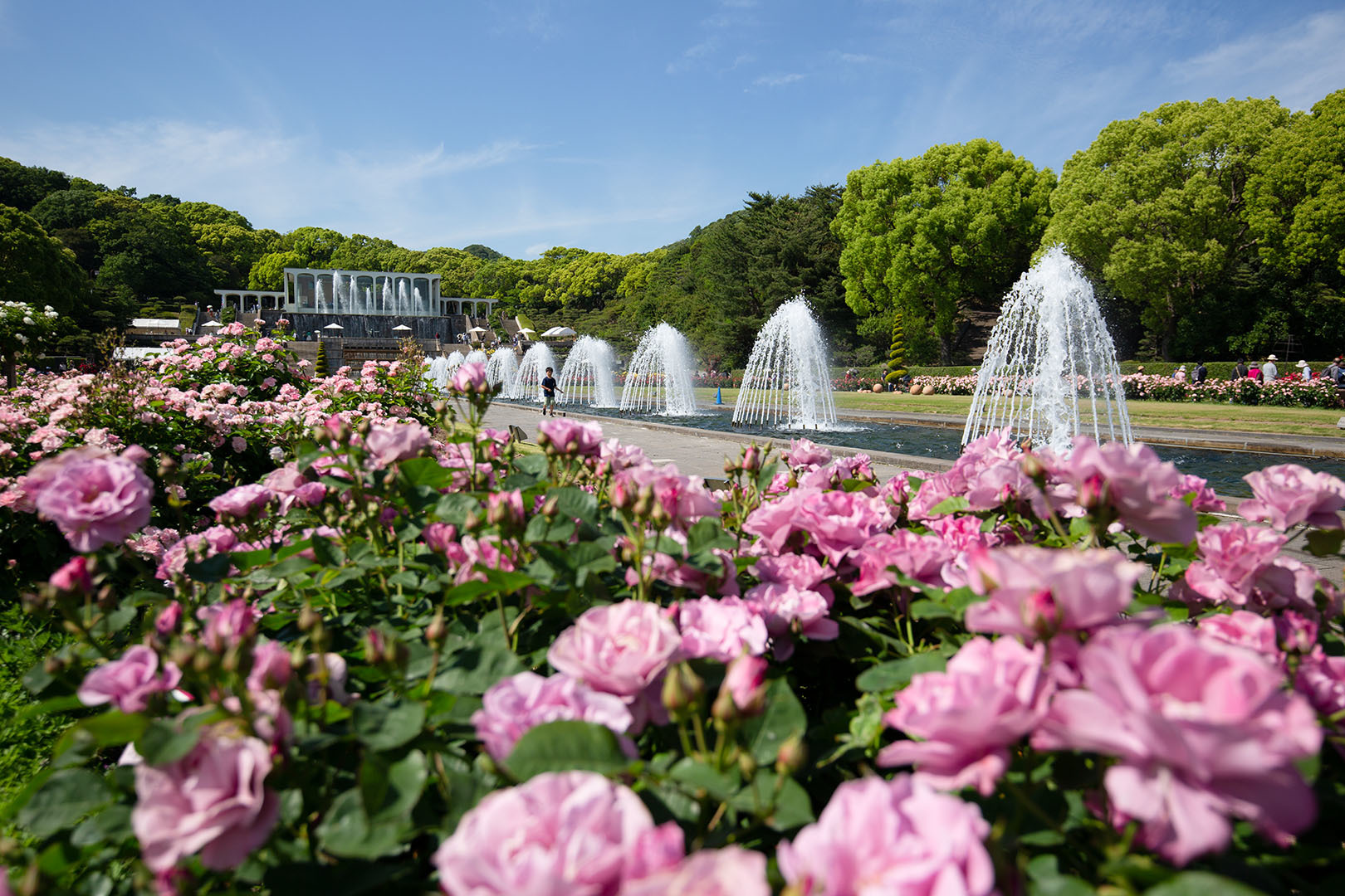 バラ （須磨離宮公園）_a0003166_00504377.jpg