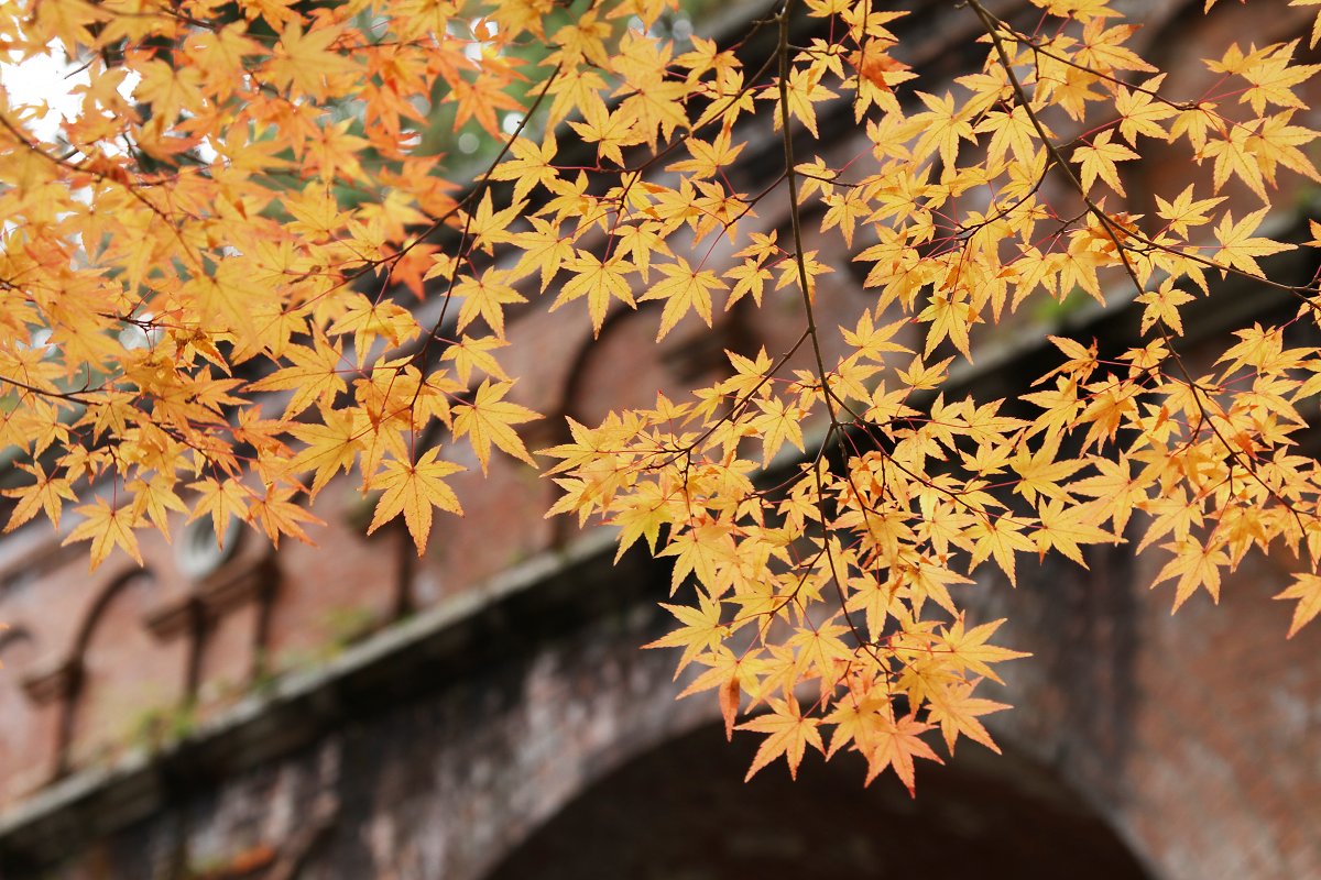 もみじ （南禅寺、永観堂の入口）_a0003166_0102542.jpg