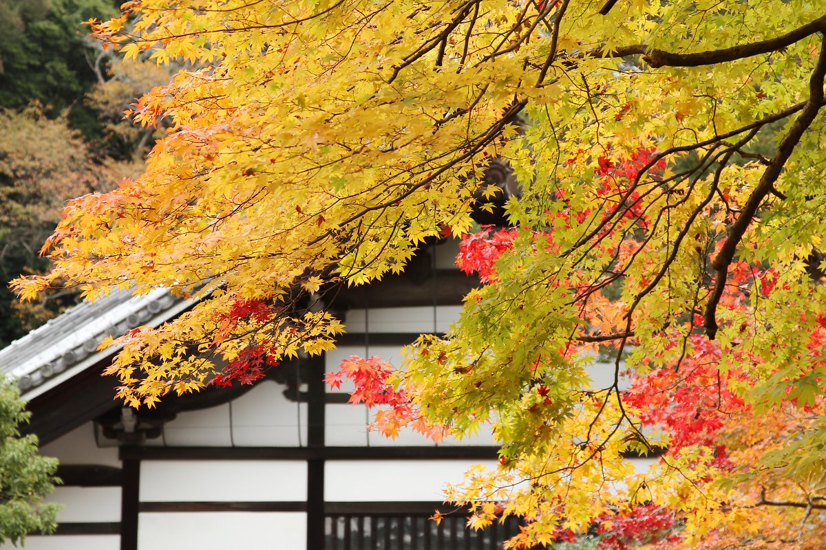 もみじ （南禅寺、永観堂の入口）_a0003166_0102976.jpg