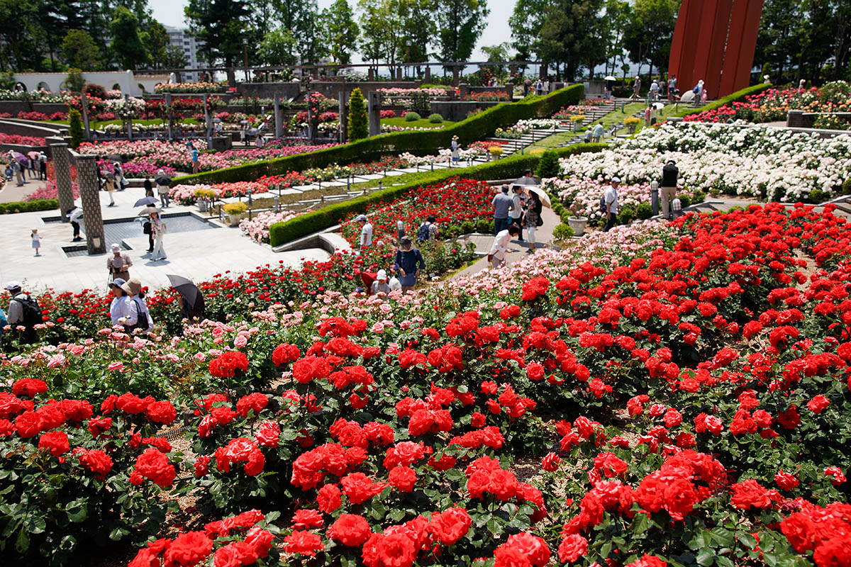 荒牧バラ公園_a0003166_0162029.jpg