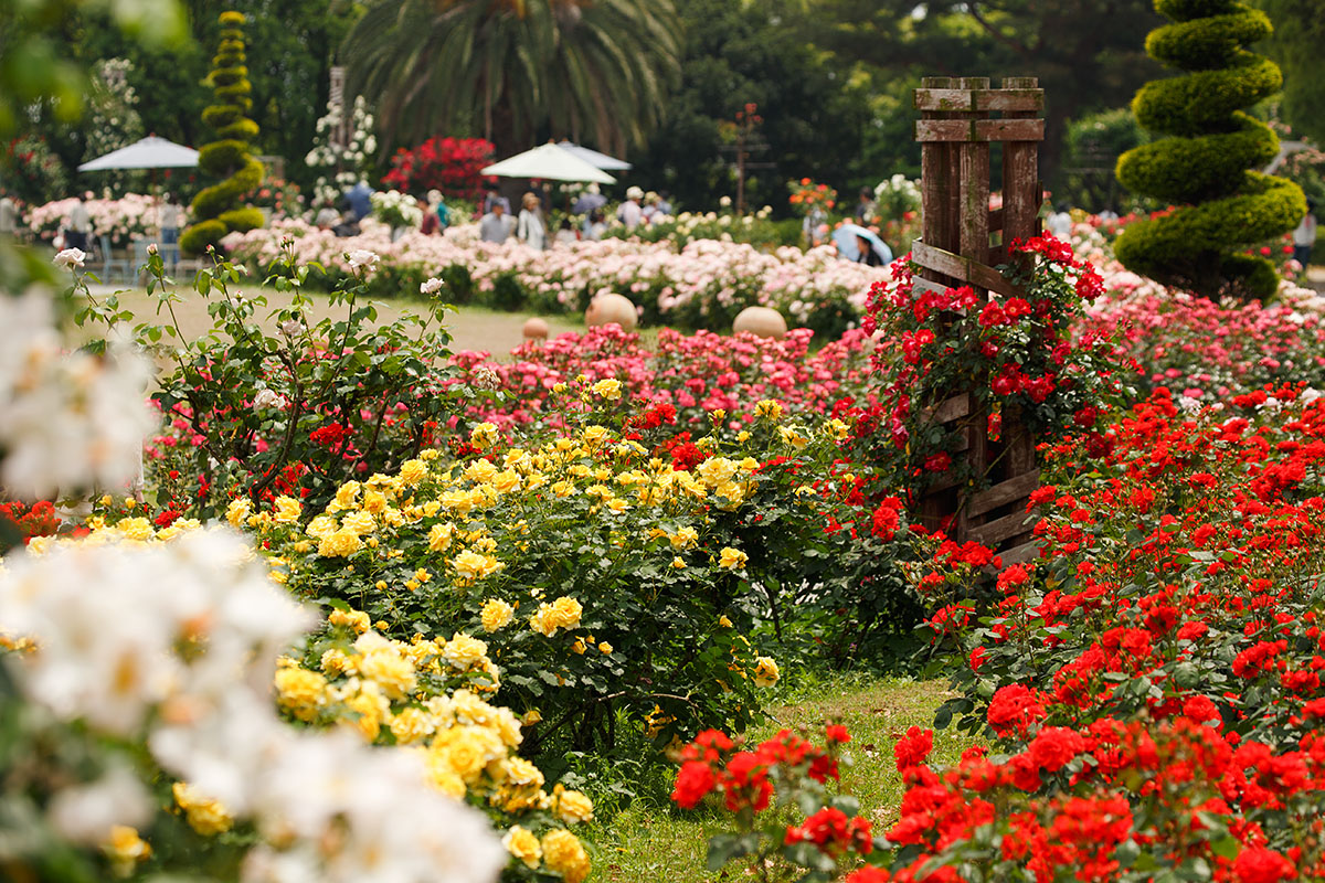 須磨離宮公園_a0003166_018676.jpg