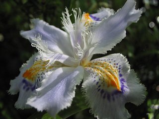 もみじと花_a0003166_0201136.jpg