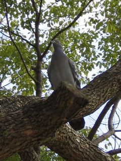 普通の鳩_a0003166_0204966.jpg