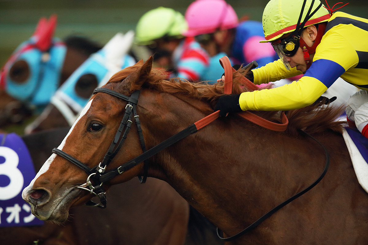 馬 （阪神競馬場）_a0003166_0225281.jpg