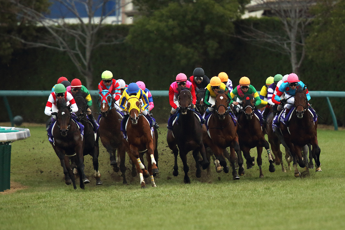 馬 （阪神競馬場）_a0003166_0225578.jpg